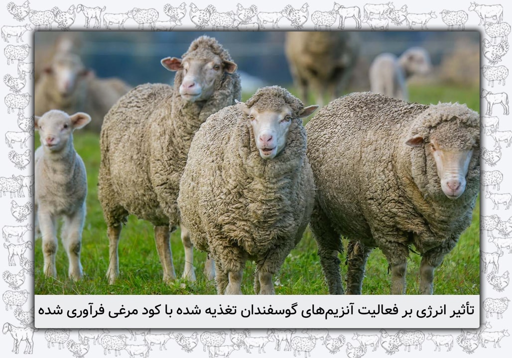 تأثیر انرژی بر فعالیت آنزیم‌های گوسفندان تغذیه شده با کود مرغی فرآوری شده