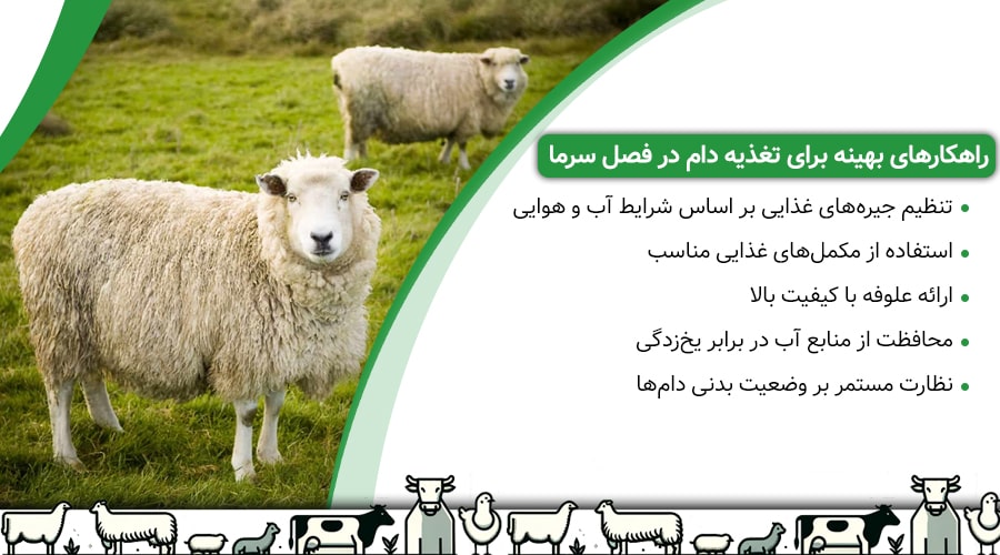 راهکارهای بهینه برای تغذیه دام در فصل سرما