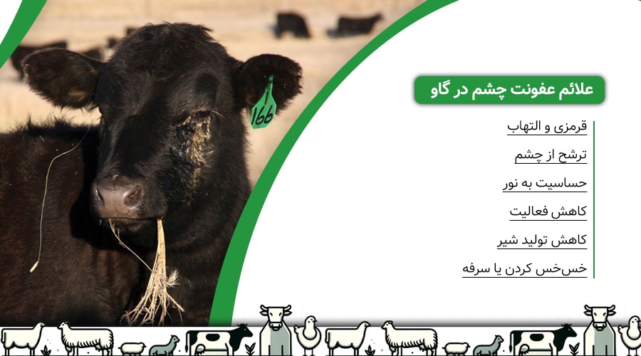 علائم عفونت چشم در گاو