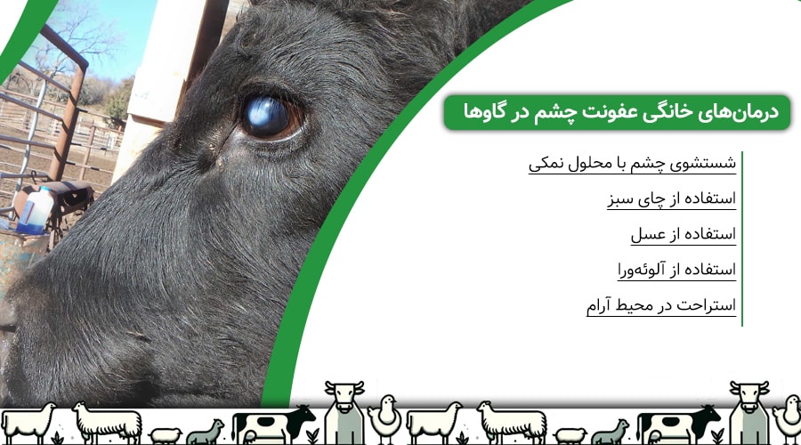 درمان&zwnj;های خانگی عفونت چشم در گاوها