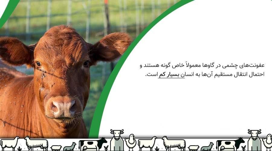 آیا عفونت چشم گاو قابل انتقال به انسان است؟
