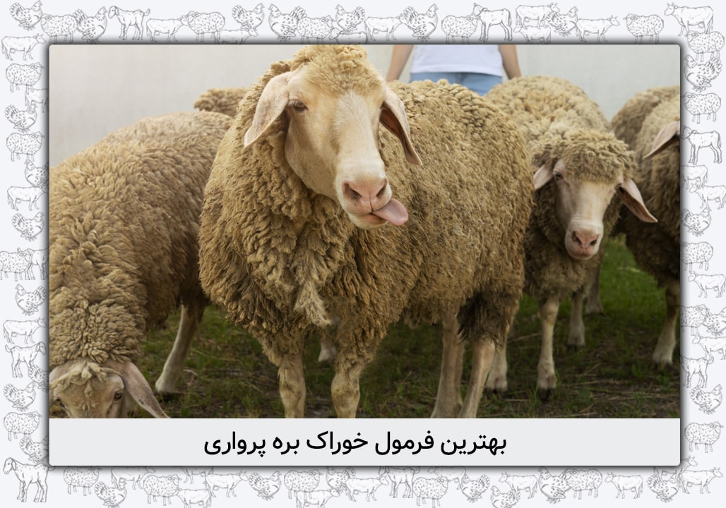 بهترین فرمول خوراک بره پرواری