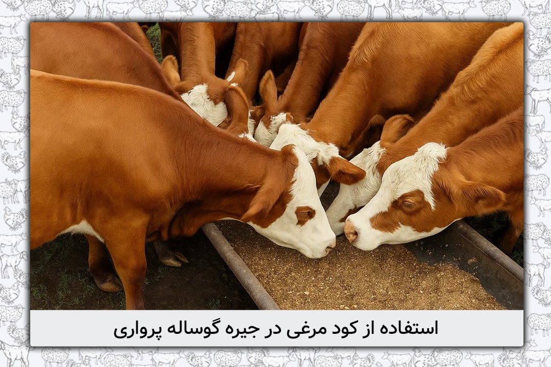 استفاده از کود مرغی در جیره گوساله پرواری