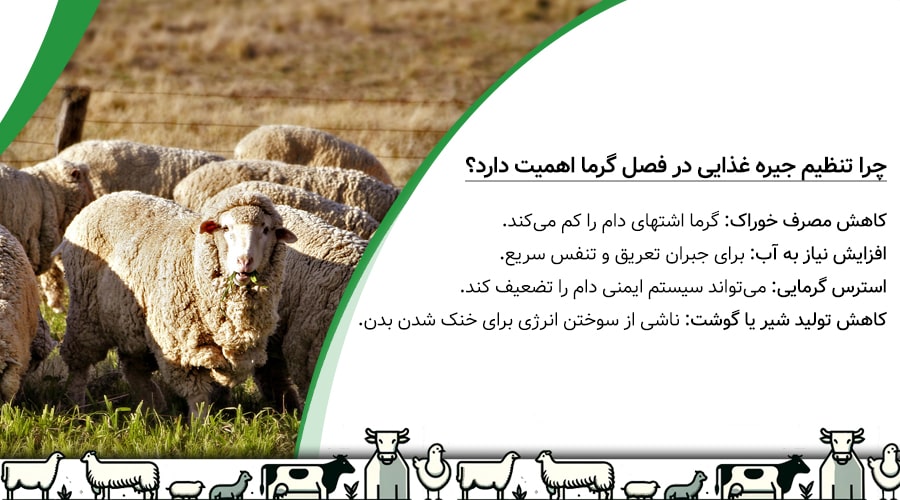 چرا تنظیم جیره غذایی در فصل گرما اهمیت دارد؟