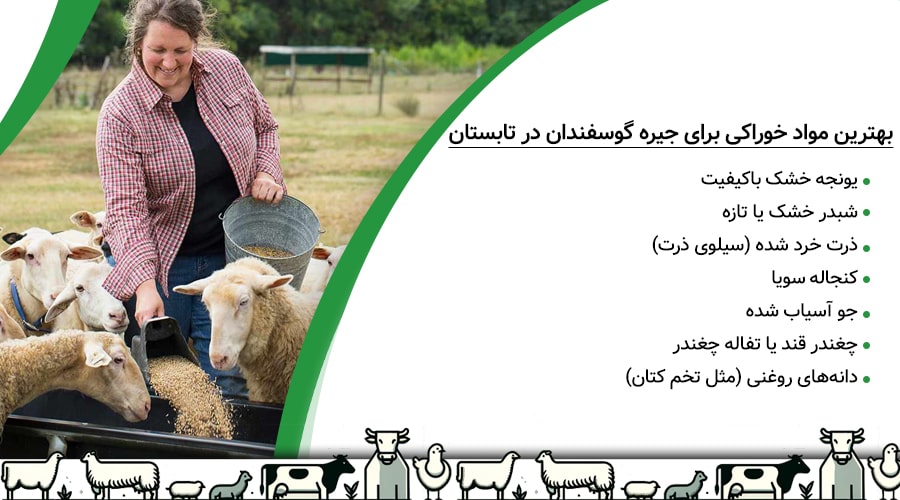 بهترین مواد خوراکی برای جیره گوسفندان در تابستان