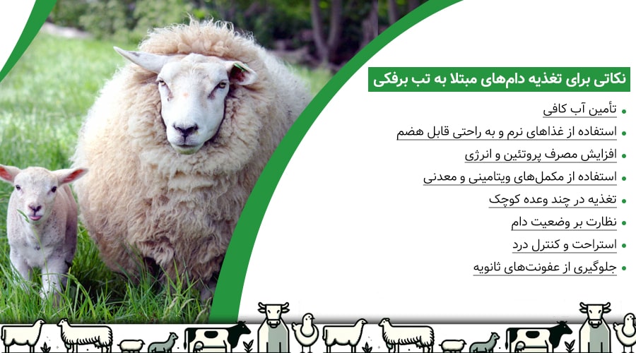 نکات مهم راهنمای جامع تغذیه دامهای مبتلا به تب برفکی
