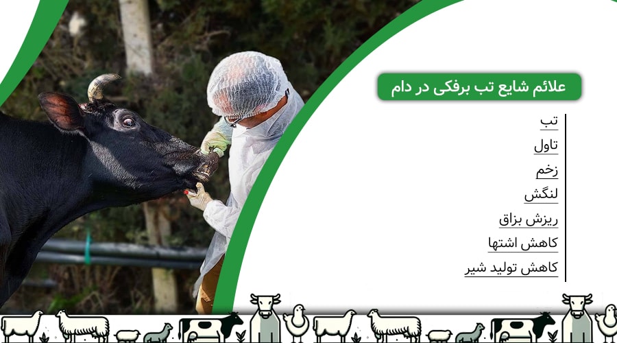 علائم شایع تب برفکی در دام