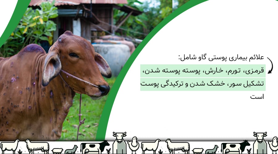 علائم بیماری پوستی گاو چیست؟