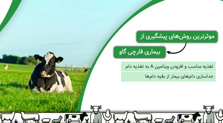 بهترین روش های پیشگیری از ابتلای دام به بیماریهای قارچی