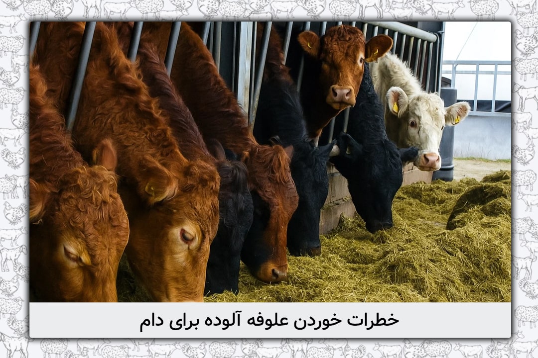 خطرات خوردن علوفه آلوده برای دام
