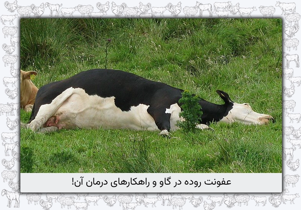 عفونت روده گاو - راهنمای جامع علت‌ها، علائم، تشخیص، درمان و پیشگیری