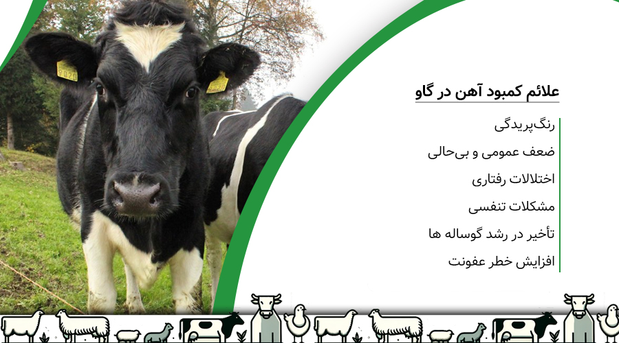 علائم کمبود آهن در گاو
