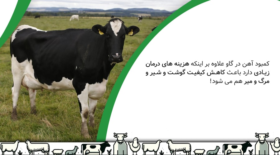 مشکلات ناشی از کمبود آهن در گاو