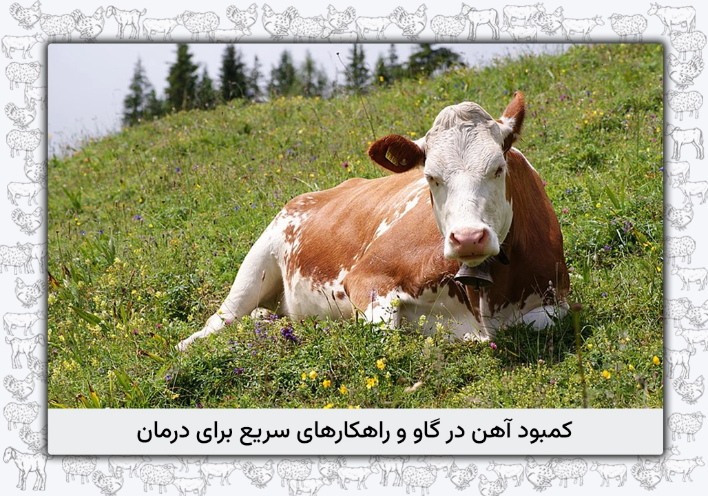 کمبود آهن در گاو - علل، علائم، تشخیص، درمان و پیشگیری