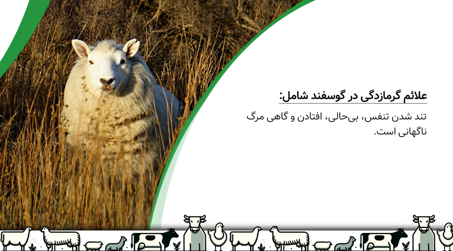 بهترین روش&zwnj;های خنک نگه داشتن گوسفند در فصل گرما