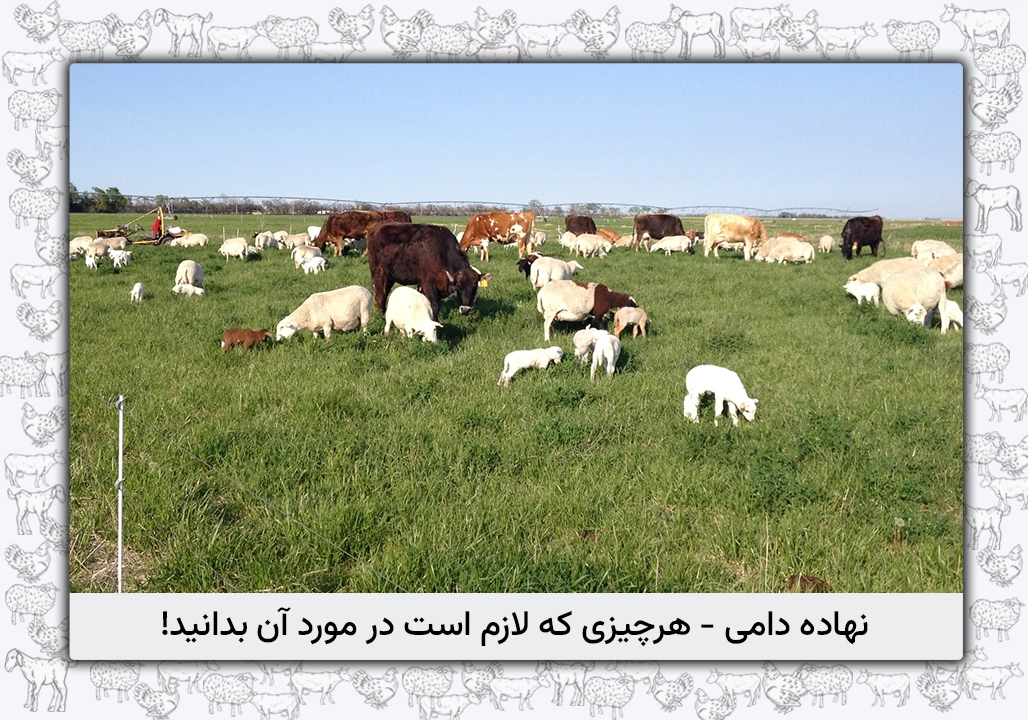 نهاده دامی و هرچیزی که لازم است در مورد آن بدانید