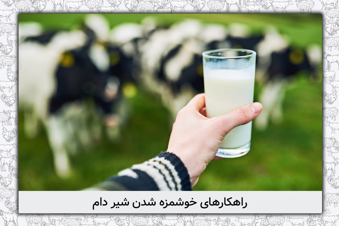 راهکارهای خوشمزه شدن شیر دام