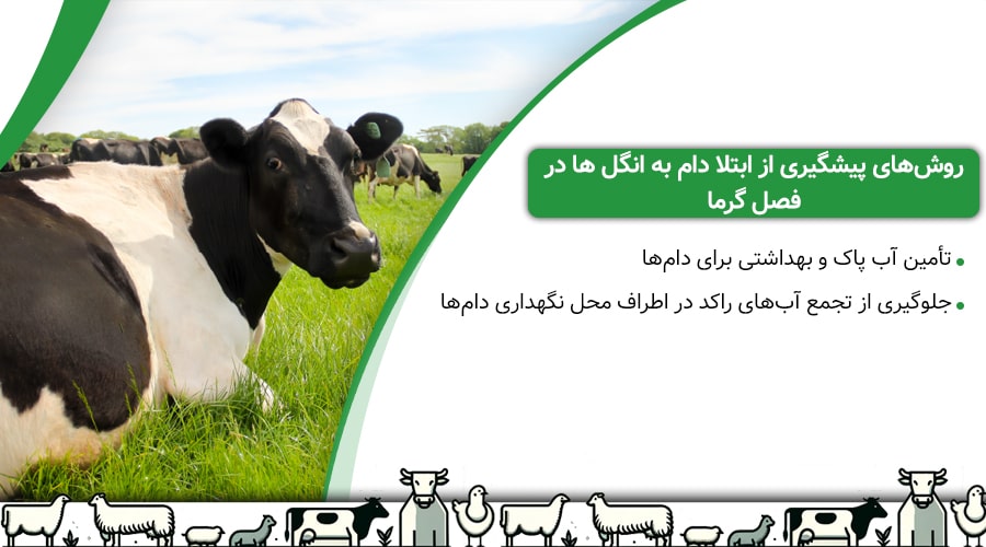 روش&zwnj;های پیشگیری از ابتلا دام به انگل ها در فصل گرما