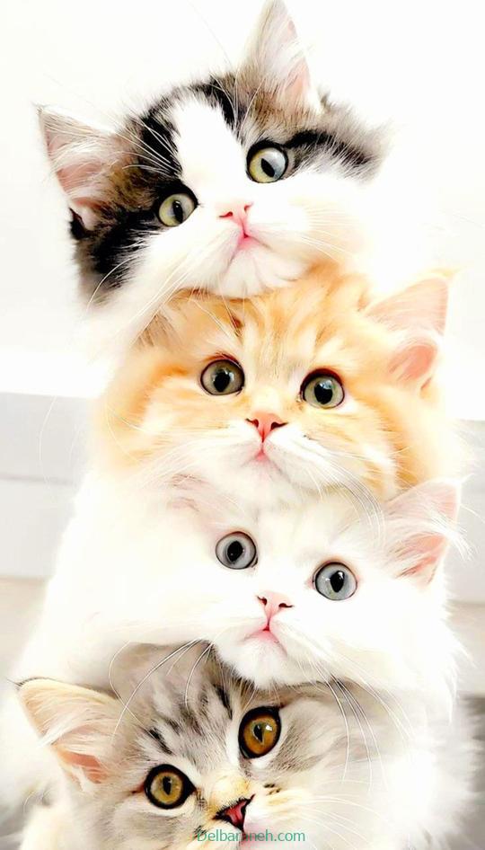 Photo of a little cat01 (1)