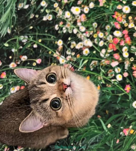 Photo of a little cat01 (10)