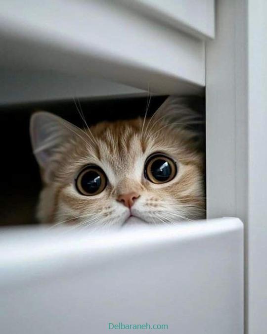 Photo of a little cat01 (12)