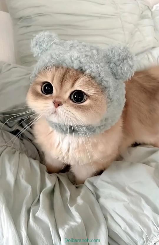 Photo of a little cat01 (15)