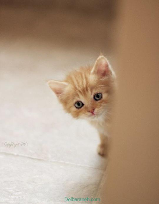 Photo of a little cat01 (16)