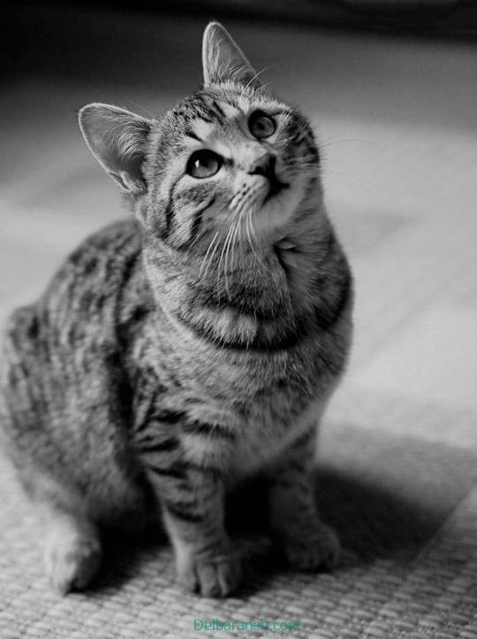 Photo of a little cat01 (18)