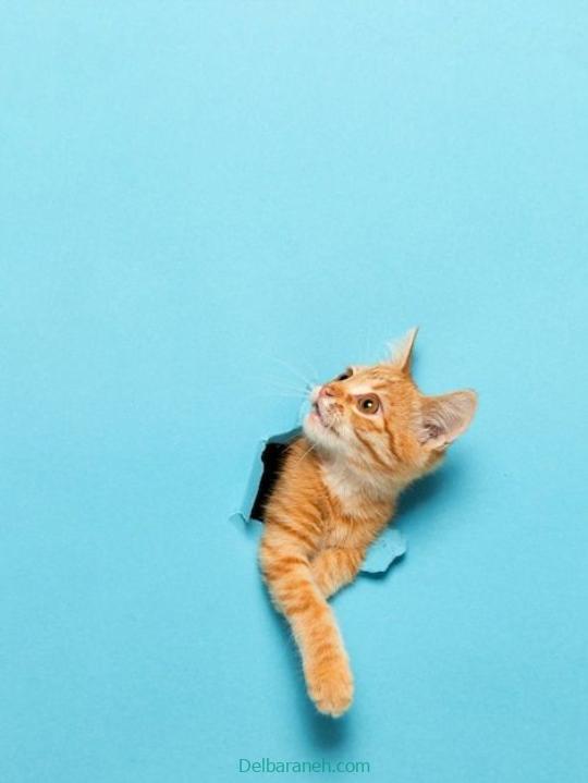 Photo of a little cat01 (19)