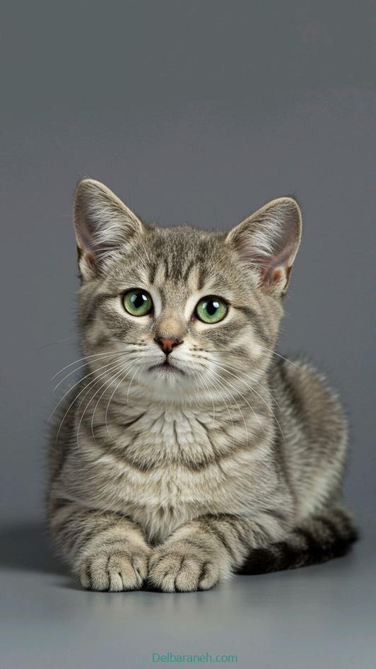 Photo of a little cat01 (21)