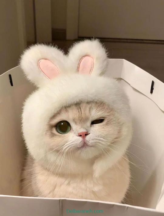 Photo of a little cat01 (23)