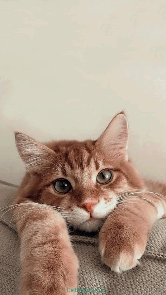 Photo of a little cat01 (25)