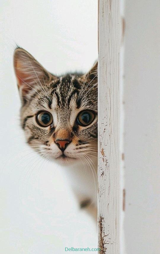 Photo of a little cat01 (29)