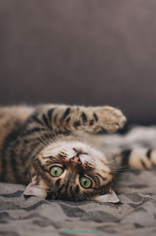 Photo of a little cat01 (3)