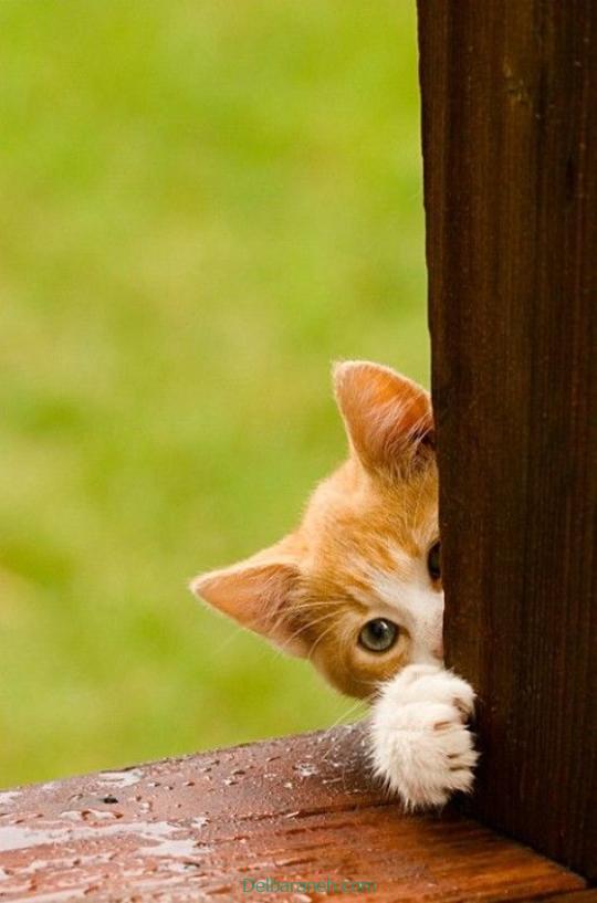 Photo of a little cat01 (31)