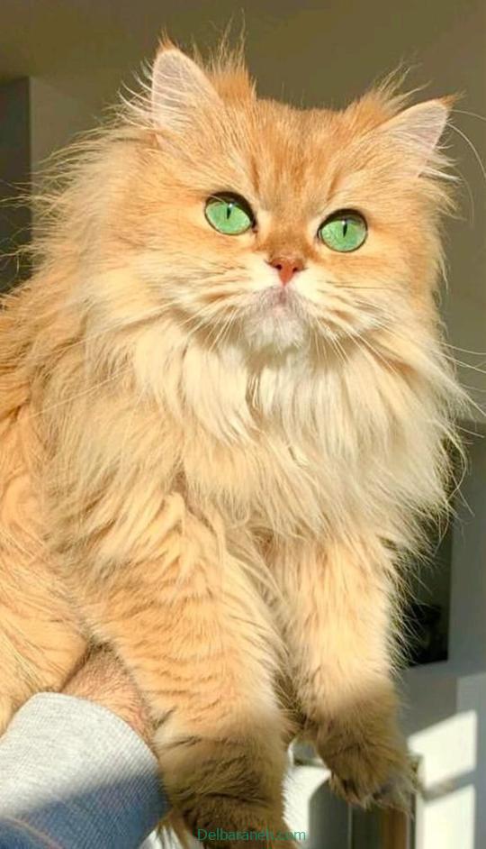 Photo of a little cat01 (33)