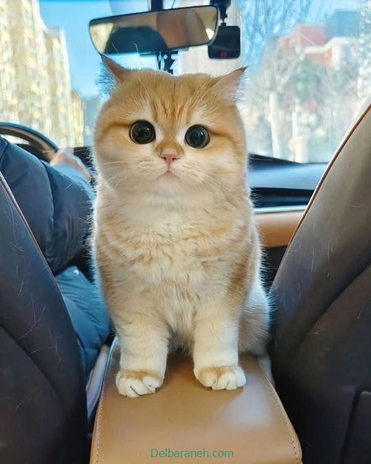 Photo of a little cat01 (34)