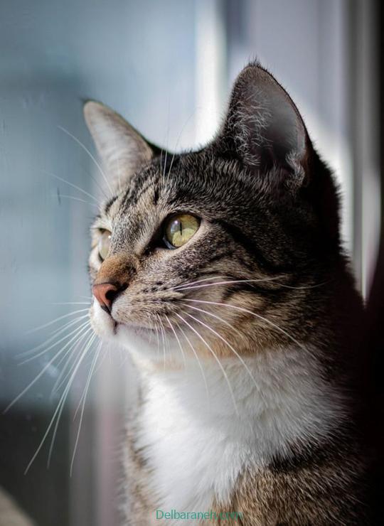 Photo of a little cat01 (36)