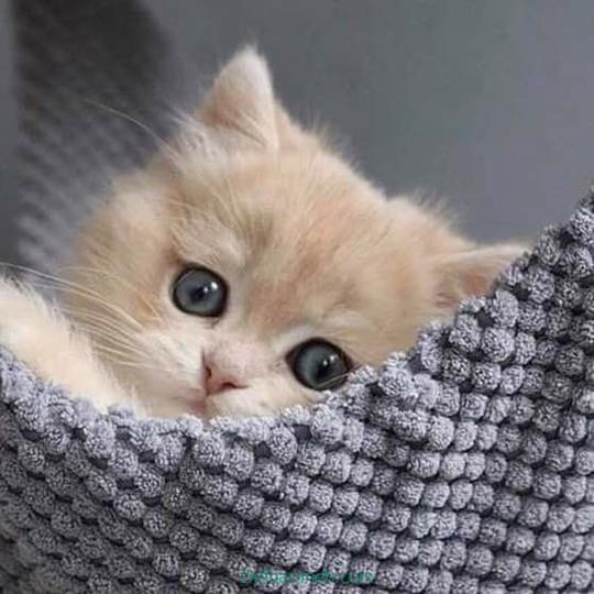 Photo of a little cat01 (4)