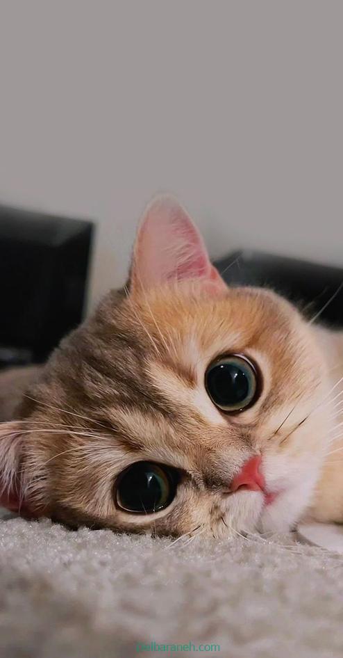 Photo of a little cat01 (7)