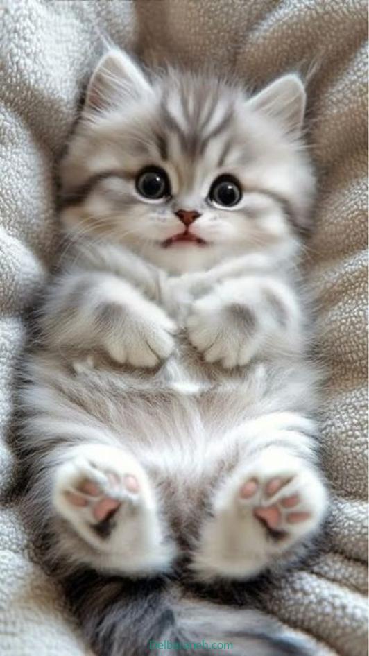 Photo of a little cat01 (8)