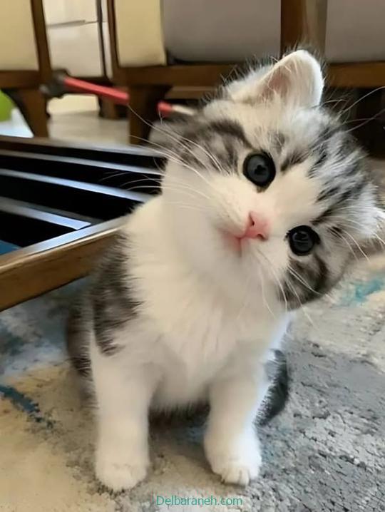 Photo of a little cat01 (9)