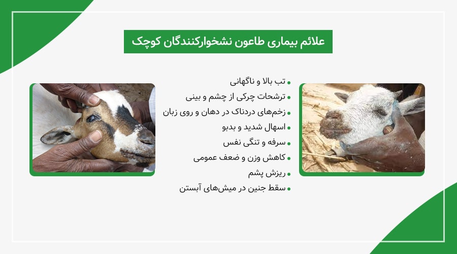 علائم طاعون نشخوارکنندگان کوچک (PPR) در گوسفندان
