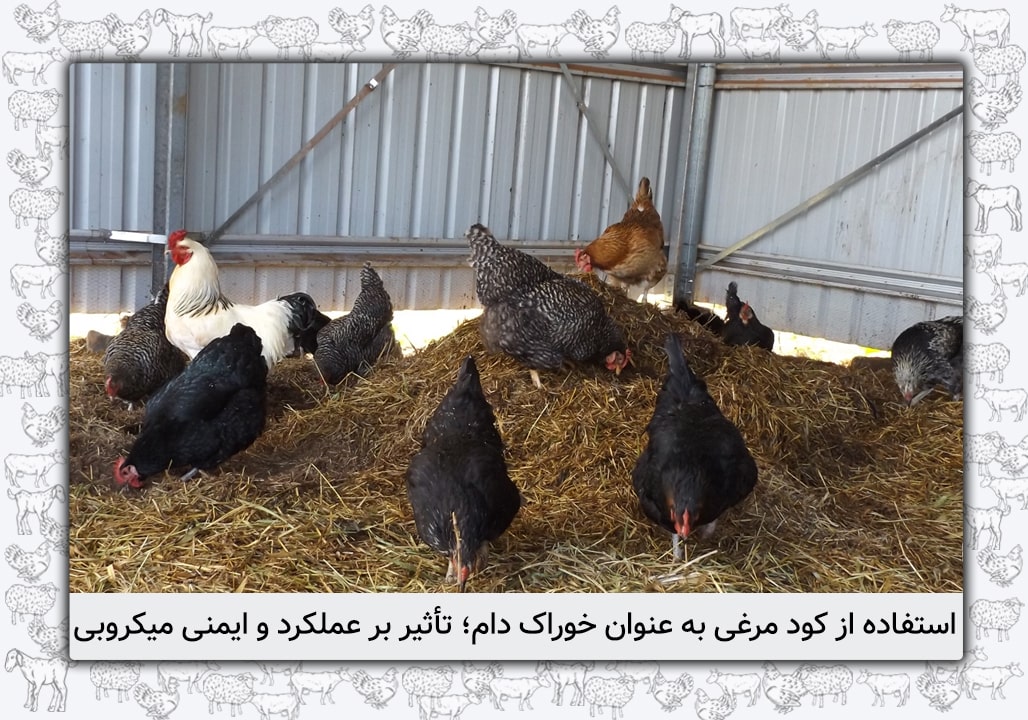 استفاده از کود مرغی به عنوان خوراک دام؛ تأثیر بر عملکرد و ایمنی میکروبی