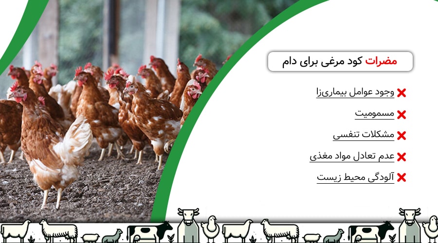 مضرات کود مرغی برای دام