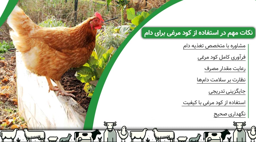 نکات مهم در استفاده از کود مرغی برای دام