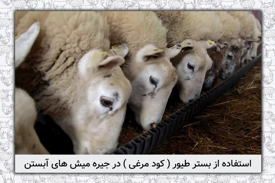 استفاده از بستر طیور ( کود مرغی ) در جیره میش های آبستن