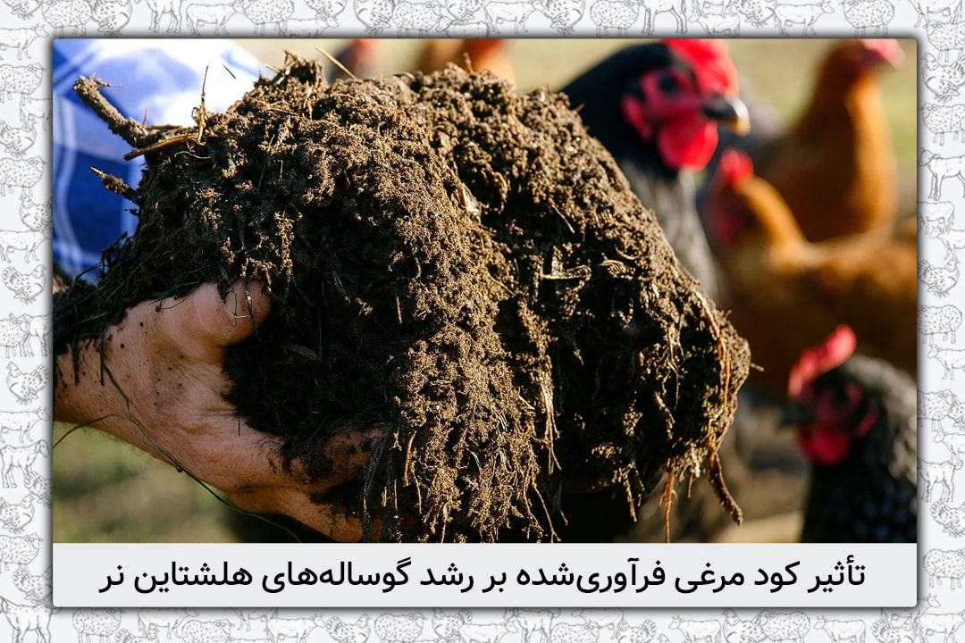 اثر سطوح مختلف کود مرغی فرآوری شده در جیره غذایی بر عملکرد پرواری گوساله های نر هلشتاین