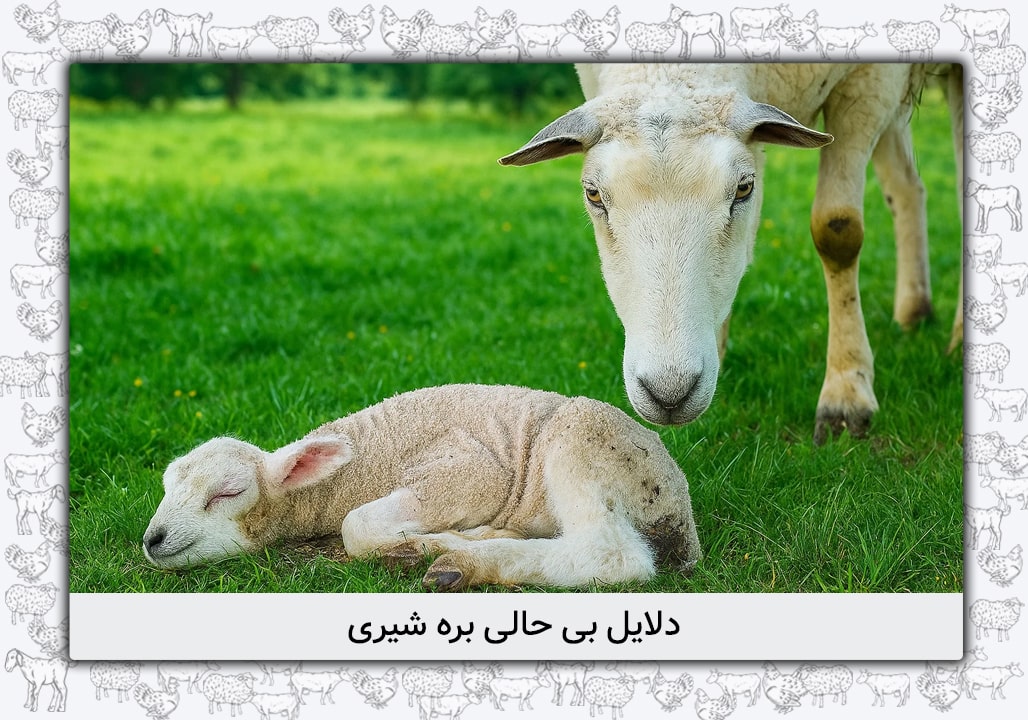 دلایل بی حالی بره شیری