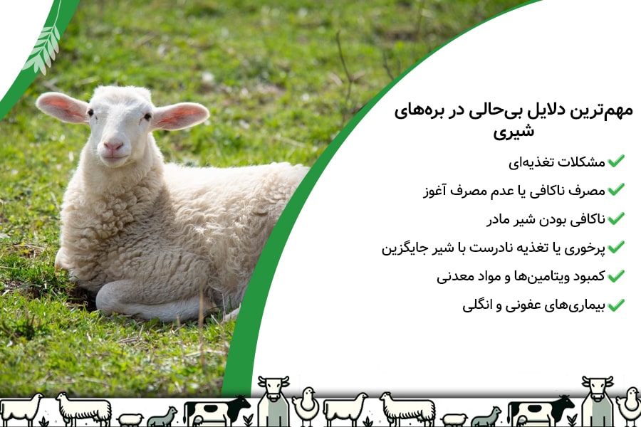 مهم&zwnj;ترین دلایل بی&zwnj;حالی در بره&zwnj;های شیری